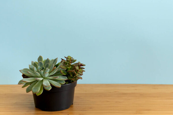 Mock up banner with copy space trending flower succulents, cactus on blue background. Summer indoor plants and urban jungle concept