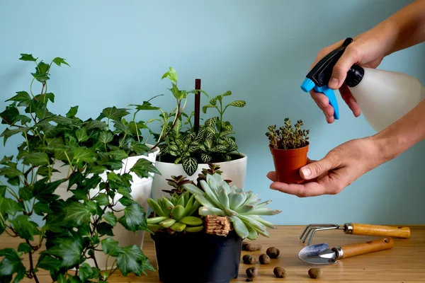 Las mujeres pulverizan las plantas. Plantas de jardín de interior. Colección varias flores. Elegante composición botánica de fondo azul interior del hogar —  Fotos de Stock