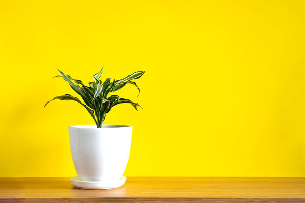 Mock up banner with copy space trending flower dracaena on bright yellow background. Summer indoor plants and urban jungle concept