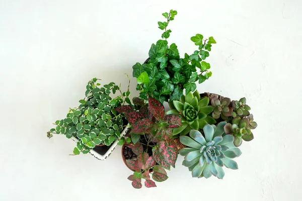 Flat lay de tendência coleção de várias plantas interiores e suculentas fundo branco — Fotografia de Stock