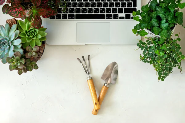 Pembelian online jarak jauh dari tanaman kebun dan peralatan. Tempat kerja freelancer yang nyaman dengan laptop dan tanaman dalam ruangan yang lezat — Stok Foto
