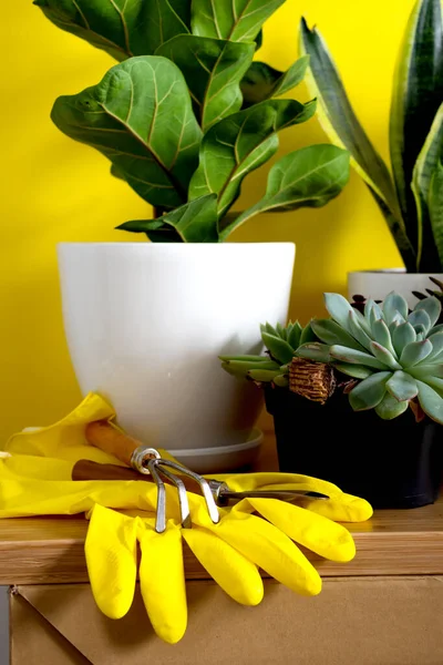 Composição de close-up de luvas e ferramentas de jardinagem amarelas. Casa interior plantas de jardim de casa interior — Fotografia de Stock