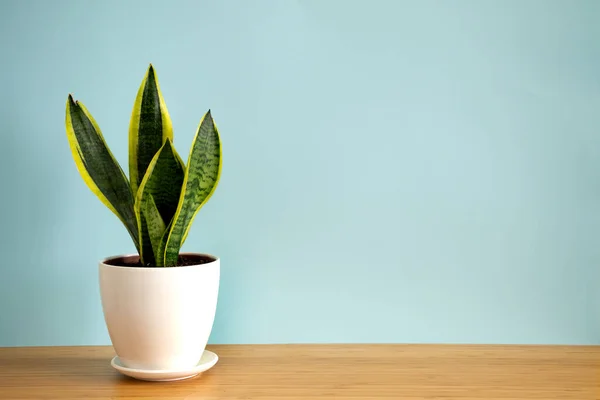 Mock up banner with copy space trending flower snake plant Sansevieria trifasciata on blue background. Summer indoor plants and urban jungle concept — Stock Photo, Image