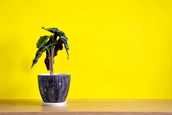 Mock up banner with copy space trending flower Alocasia sanderiana on bright yellow background. Summer indoor plants and urban jungle concept — Stock Photo, Image