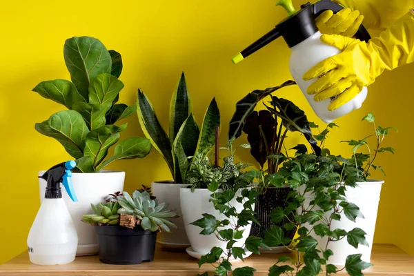 Womens hands in gardening gloves spray plants. Indoor home garden plants. Collection various flowers. Stylish botany composition of home interior yellow background — Stock Photo, Image
