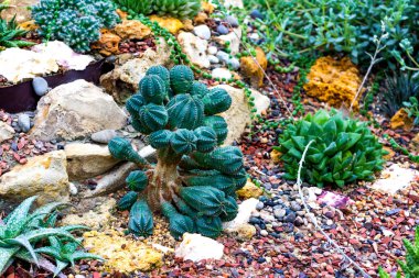 Kaktüs çiçekleri ve sulu çiçek grubu seradaki çöl bitkileri.