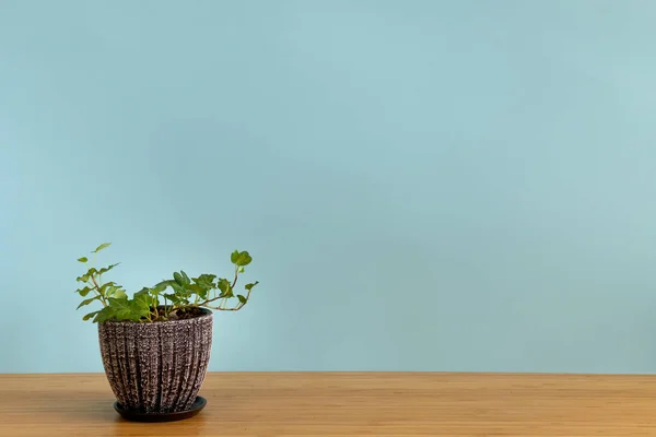 Mock up banner with copy space trending flower Hedera helix on blue background. Musim panas indoor tanaman dan perkotaan hutan konsep — Stok Foto