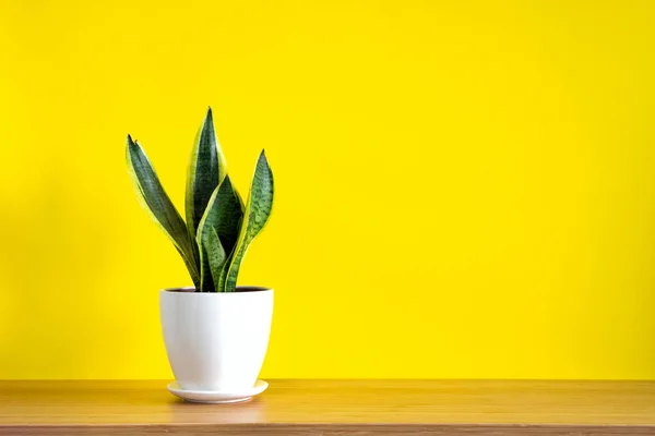 Simular pancarta con espacio de copia tendencia planta serpiente flor Sansevieria trifasciata sobre fondo amarillo brillante. Verano plantas de interior y concepto de selva urbana — Foto de Stock