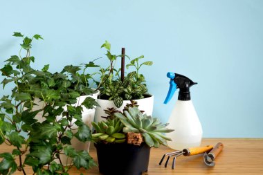 Ev içi bahçe bitkileri. Çeşitli çiçekler toplayın. Ev içi mavi arkaplanın şık botanik kompozisyonu