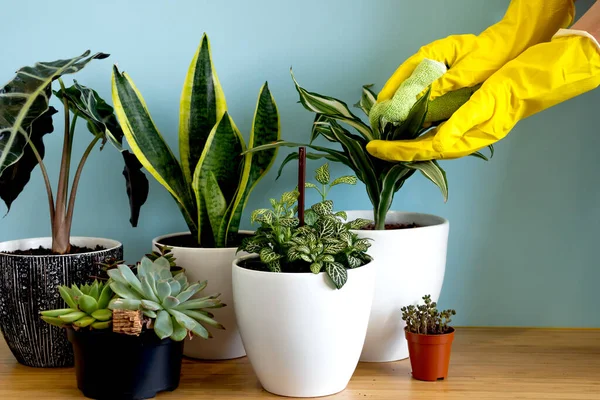 Las Manos Las Mujeres Cuidan Las Plantas Plantas Jardín Interior — Foto de Stock