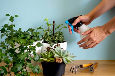 Kadınların elleri bitkileri ilaçlıyor. Ev içi bahçe bitkileri. Çeşitli çiçekler toplayın. Ev içi mavi arkaplanın şık botanik kompozisyonu.