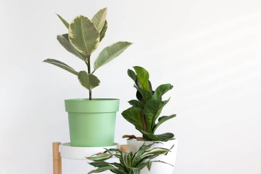 Ficus elastica 'nın fotokopi uzayı trend çiçeğiyle pankartı hazırla. Evin arka planındaki beyaz duvardaki plastik incir. Şehir ormanı kavramı