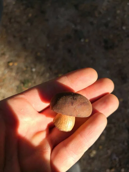 Fresh Forest Mushroom Close — Stock Photo, Image