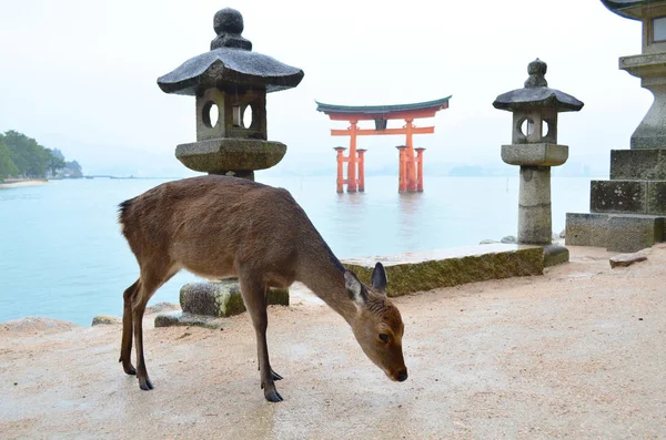 Szarvas Miyajima Szigetre Hiroshima Japán — Stock Fotó