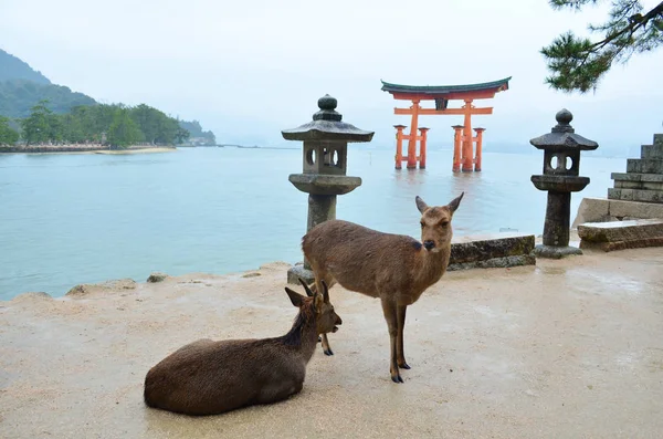 Олень Острова Миядзима Хиросиме Япония — стоковое фото