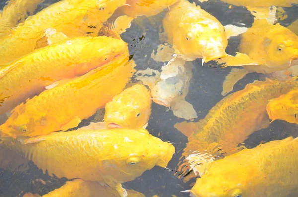 Желтые Рыбки Кои Плавают Пруду — стоковое фото