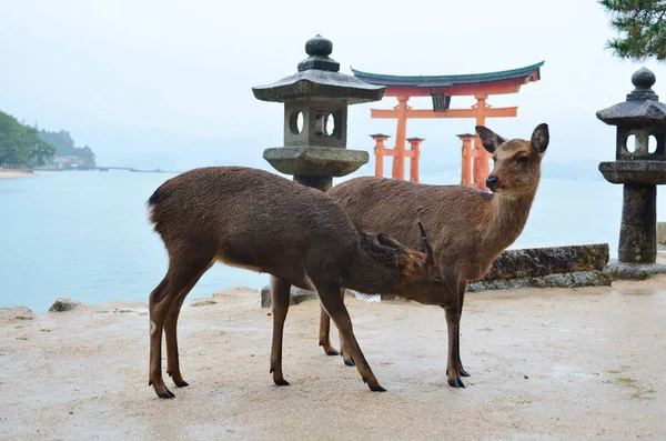 Олень Іцукусіма Острів Хіросімі Японія — стокове фото