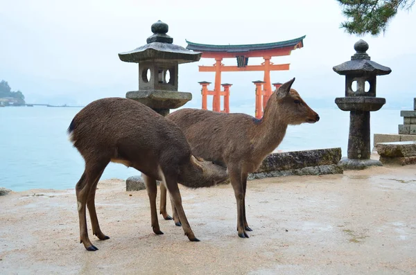 Олень Іцукусіма Острів Хіросімі Японія — стокове фото