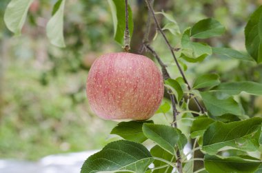 Yeşil bahçede taze kırmızı elma, Japonya