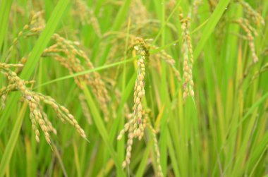 Yamaguchi ilinde pirinç tarlası, Japonya