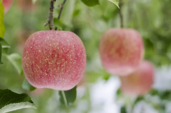 Fresh red apple in green garden, Japan