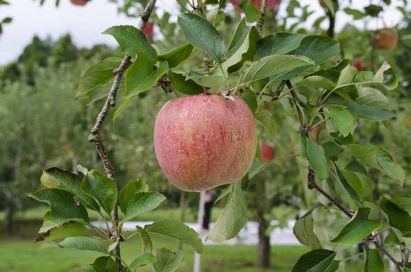 Świeże Czerwone Jabłko Zielonym Ogrodzie Japonia — Zdjęcie stockowe