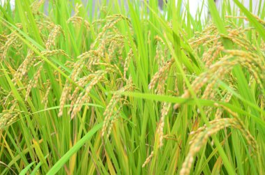 Fukuoka, Japonya'da büyüyen pirinç tarlası  