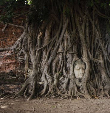 Ağaç köklerinde Buddha'nın başı, Ayutthaya, Tayland; Augusrt 20, 2
