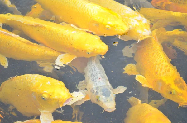 Желтые Рыбки Кои Плавают Пруду — стоковое фото