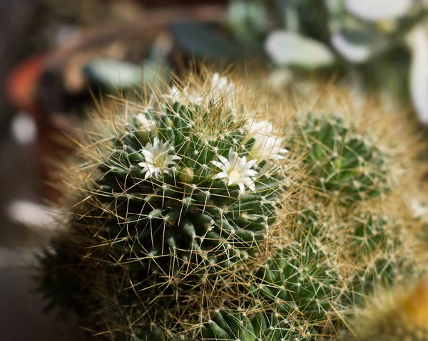 Selbstblühender Kaktus Mit Weißen Blüten — Stockfoto
