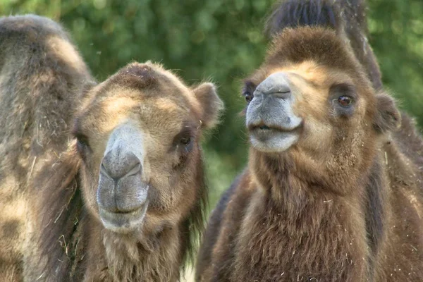 Portrait Pair Cheerful Camels Blurred Green Background — Stock Photo, Image