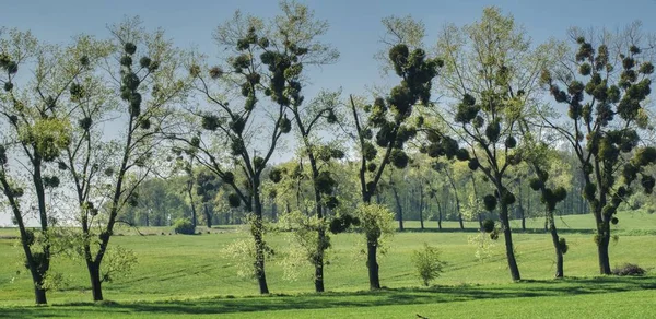 Voorjaar Weergave Van Een Rij Bomen Aangevallen Door Parasitaire Maretak — Stockfoto