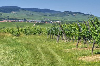 Alsatian dağlık manzara. Ufukta bir yeşil yaz üzüm bağı ve Alsas köyün görünümü