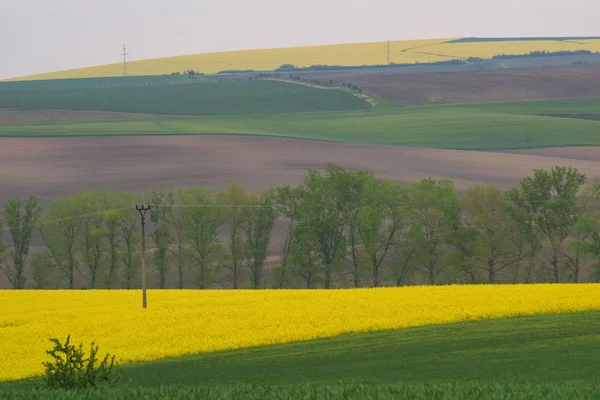 spring green fields with a blossoming rape, landscape of southern Moravia, small Moravian hills in early spring
