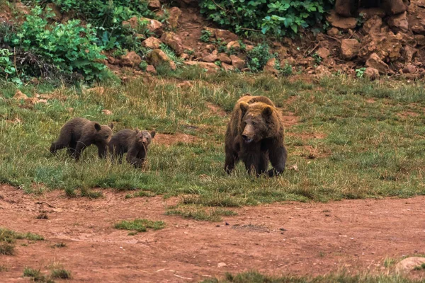 Brown bear and their puppies in a nature reserve