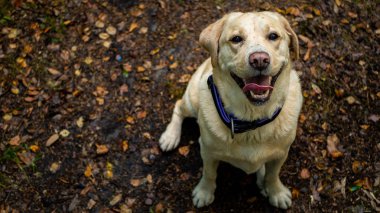 Labrador Retriever gülümseme ve mutlu, ormanın içinde.
