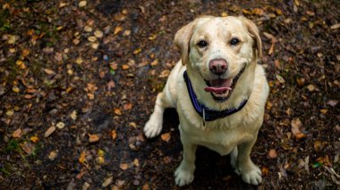 Labrador Retriever gülümseme ve mutlu, ormanın içinde.