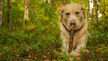 Labrador Retriver ormanda tahta sopa yiyor. Hayvan bir sopa çiğneme.