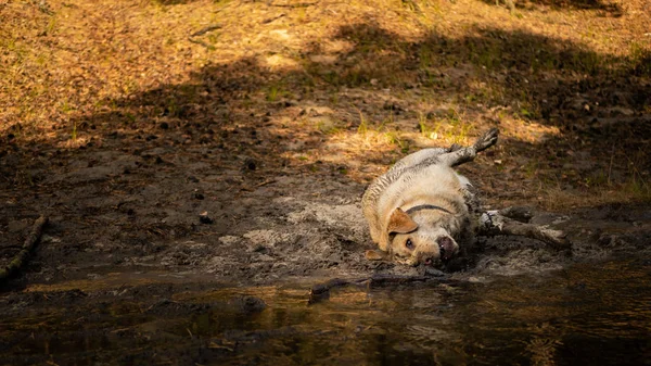 Weißer Labrador Rollt Schlammpfütze — Stockfoto