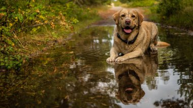 Gölde dinlenme ve kirli beyaz labrador retriever.
