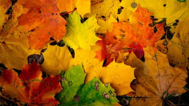 Renkli sonbahar yaprakları arka plan. Kopya alanı.