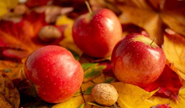 Kırmızı elma ve renkli yaprakları. Sonbahar renkli arka plan.