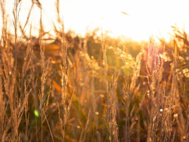 Yüksek otların arasında sabah.