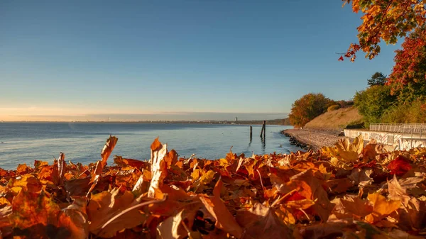 在海边日出时美丽的秋树树枝 波兰格丁尼亚 — 图库照片