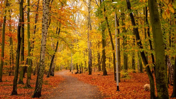 Increíble Parque Colores Otoñales Luminosos Con Perro Oculto — Foto de Stock