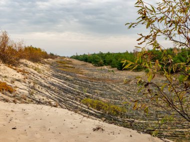 Dune dalları ile. Onlar dune rüzgardan korumak için bu şekilde bulunur. Gdansk Stogi Polonya.