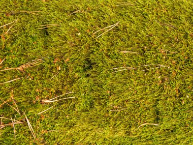 İğne çam ağacıyla üzerinde yosun.