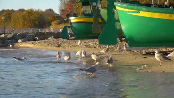 Balıkçı Sahildeki Martılar Ile Baltık Denizi Sahilinde Gdynia Liman Köyü — Stok video