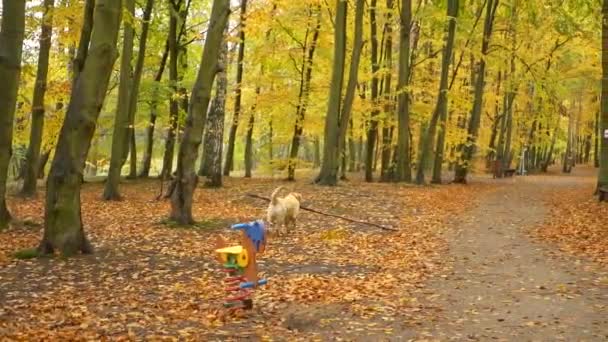 Hund Igång Med Pinne Park Lysande Höstliga Färger — Stockvideo
