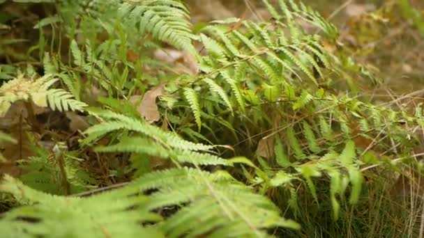 Belles feuilles de fougère dans la forêt.